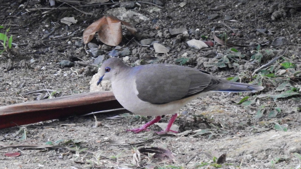 White-tipped Dove - ML613879657