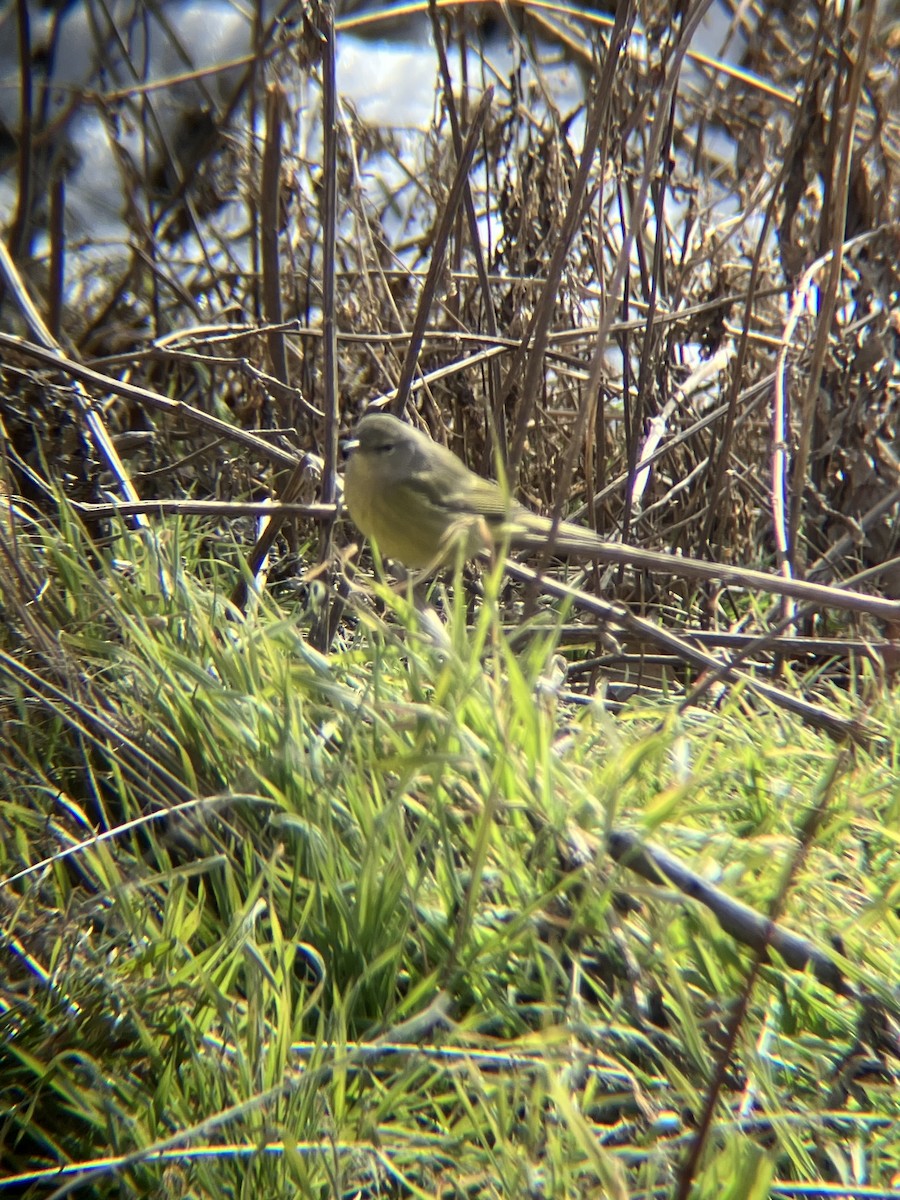 Orange-crowned Warbler - Nelson Pascuzzi