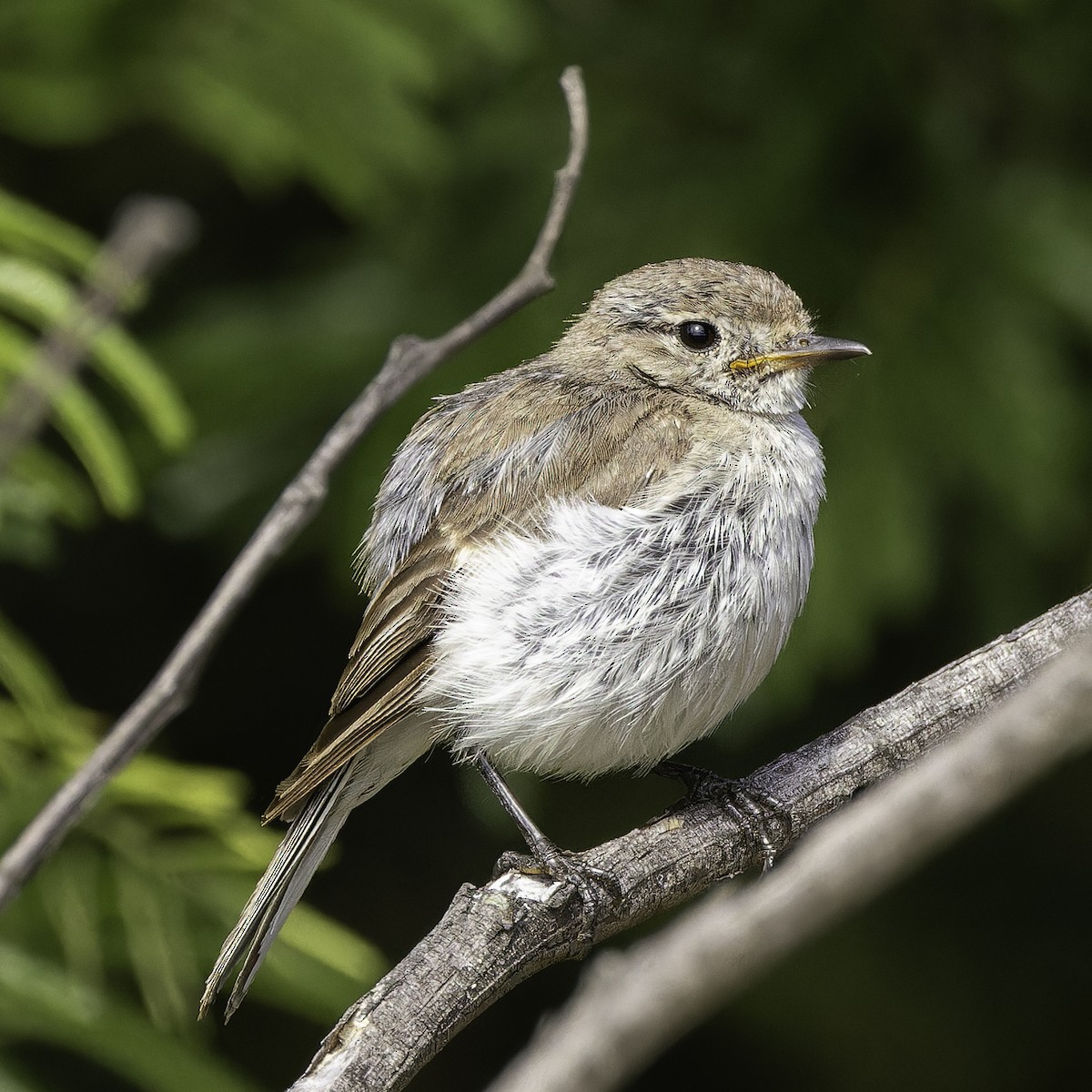 Red-capped Robin - ML613879856