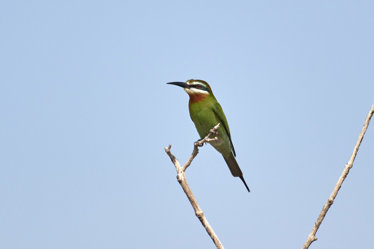 Madagascar Bee-eater - ML613879861