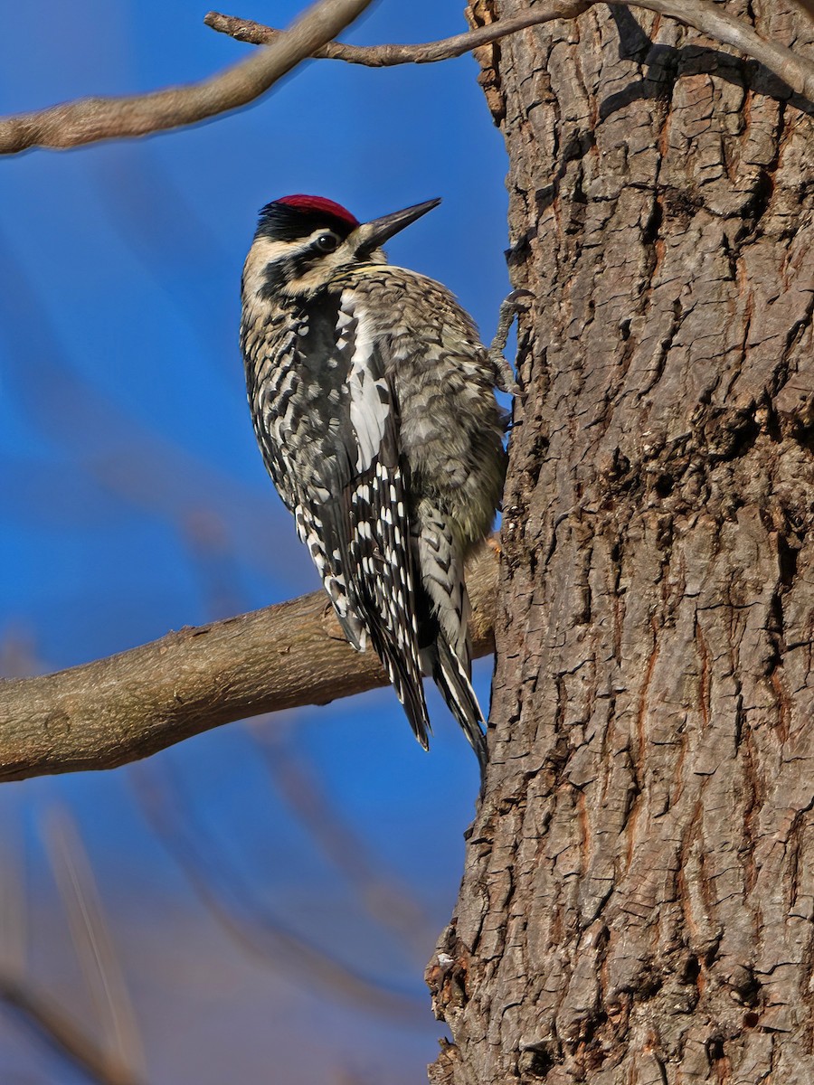 Yellow-bellied Sapsucker - ML613879897