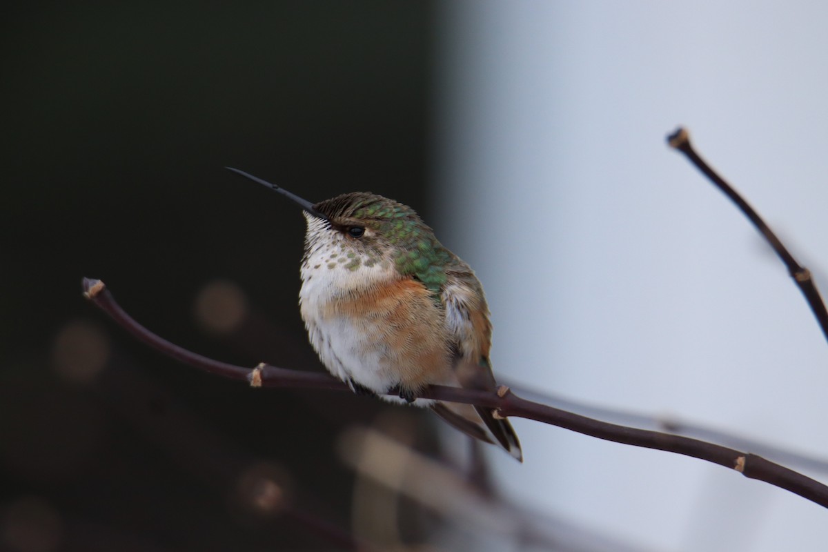 Rufous Hummingbird - Monica Nichols