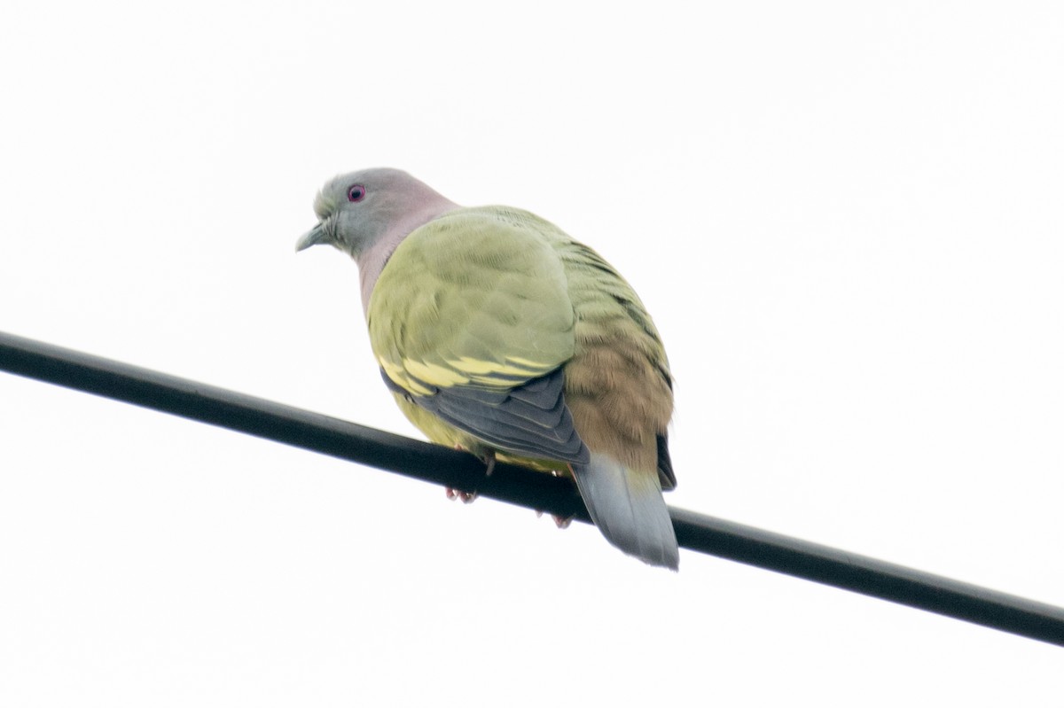 Pink-necked Green-Pigeon - ML613880226
