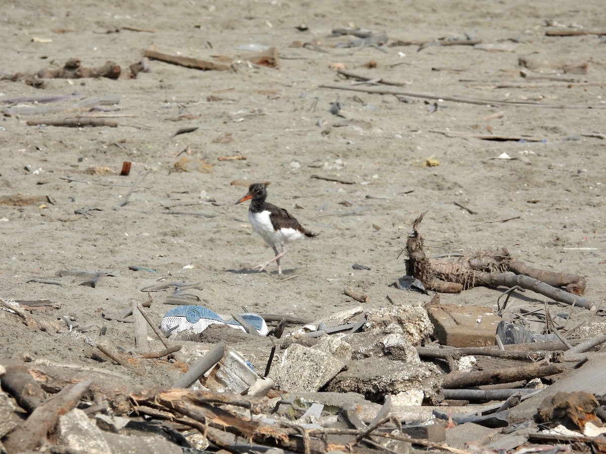 American Oystercatcher - ML613880281