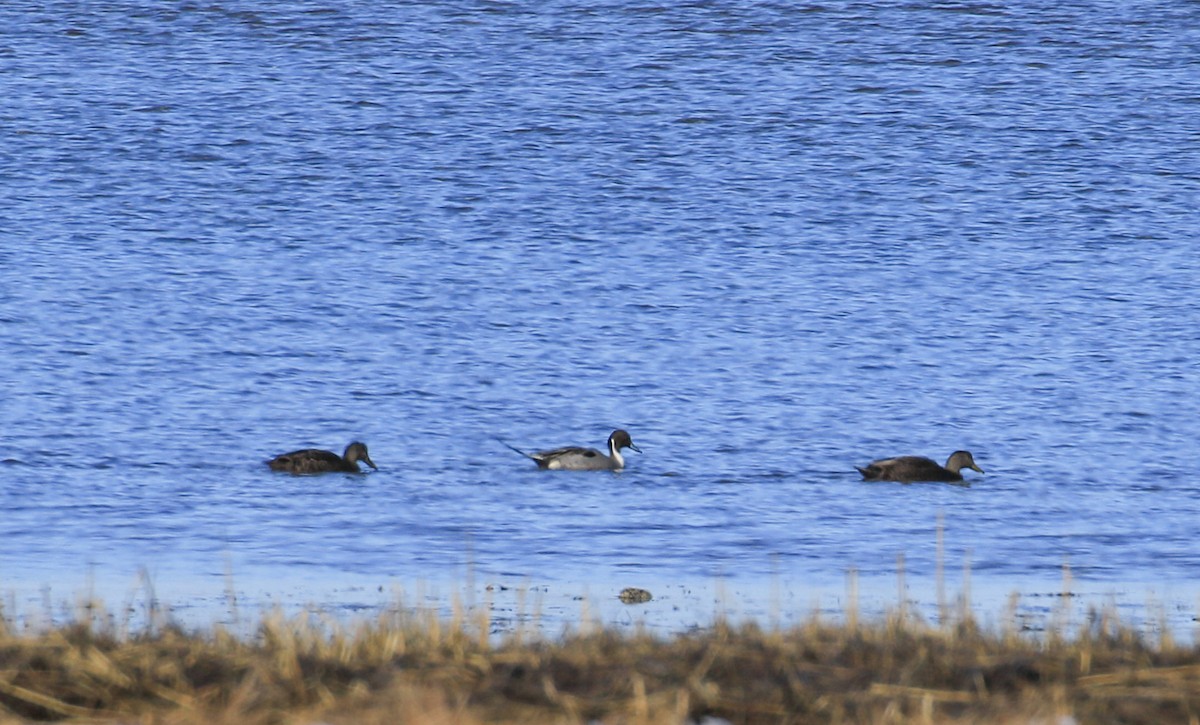 Northern Pintail - Robert Dixon