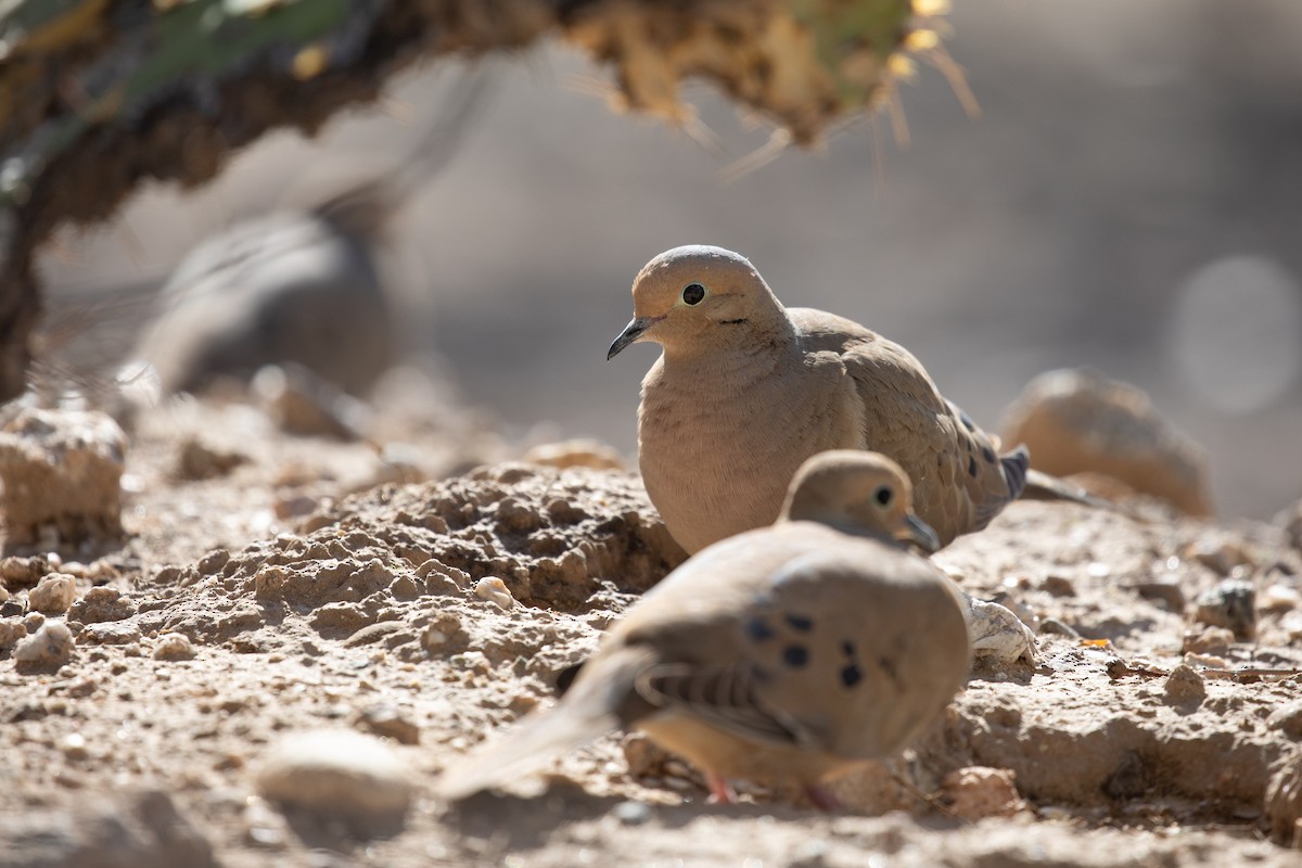 Mourning Dove - Michael Sadat