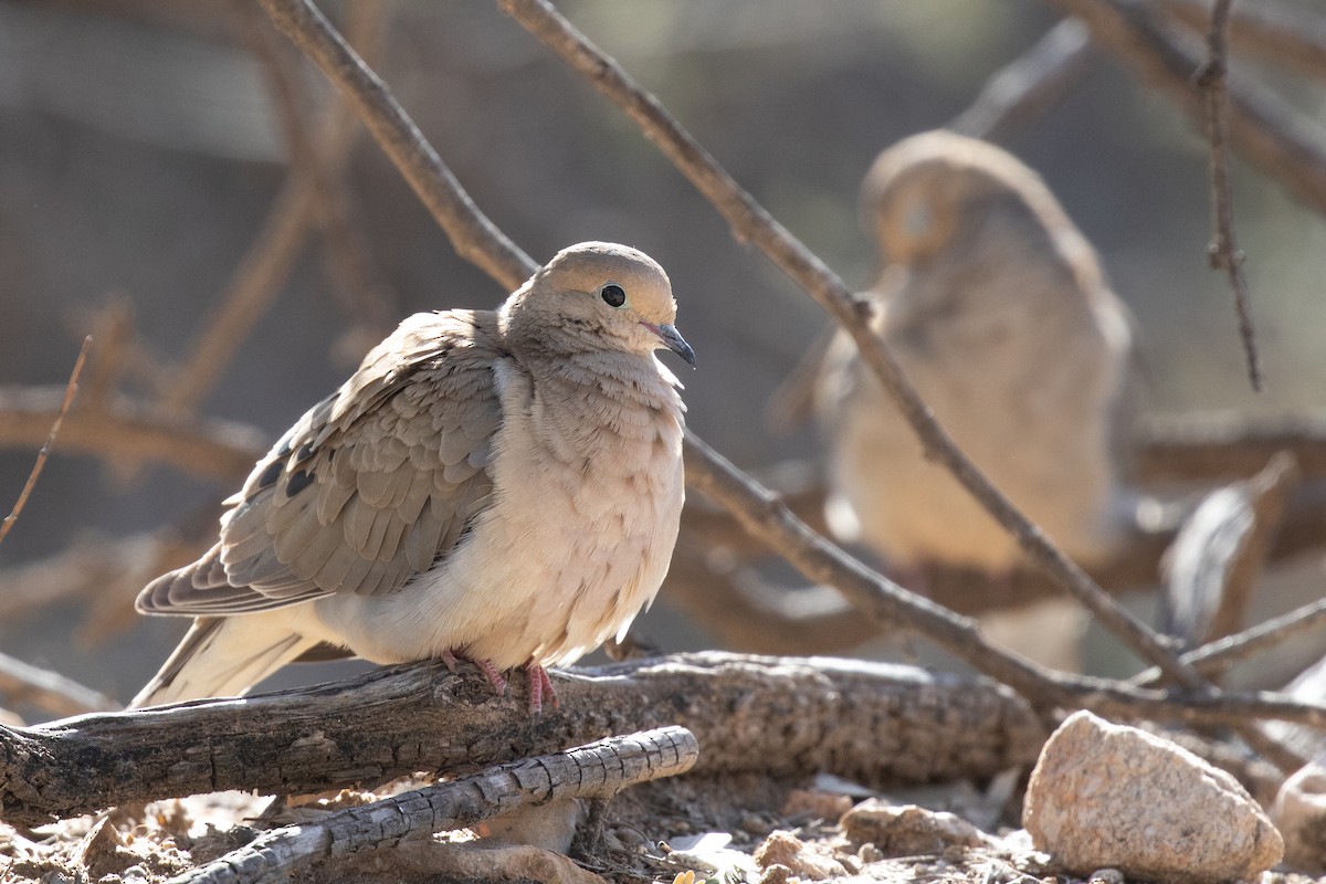 Mourning Dove - ML613880388