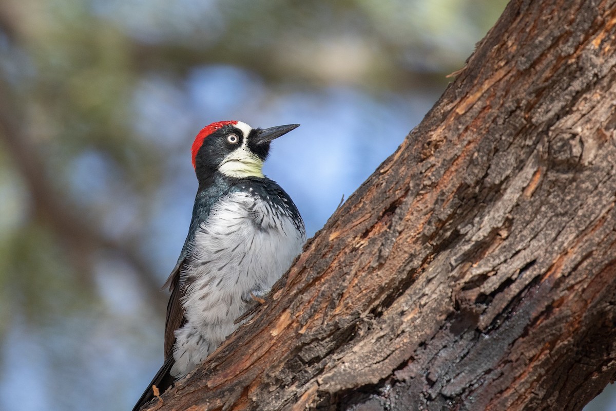 Acorn Woodpecker - Michael Sadat