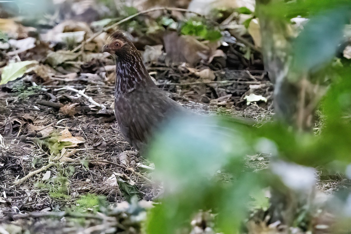 Buffy-crowned Wood-Partridge - ML613880473