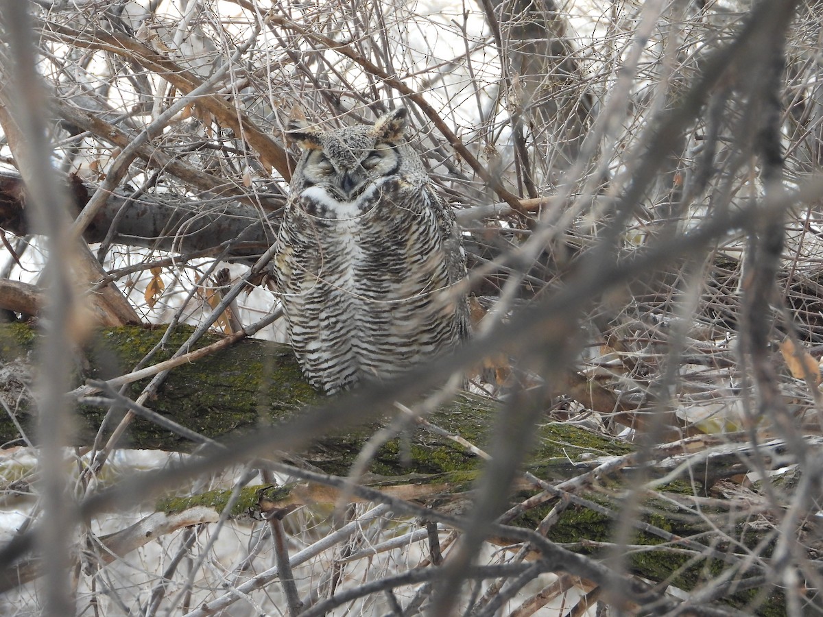 Great Horned Owl - ML613880477