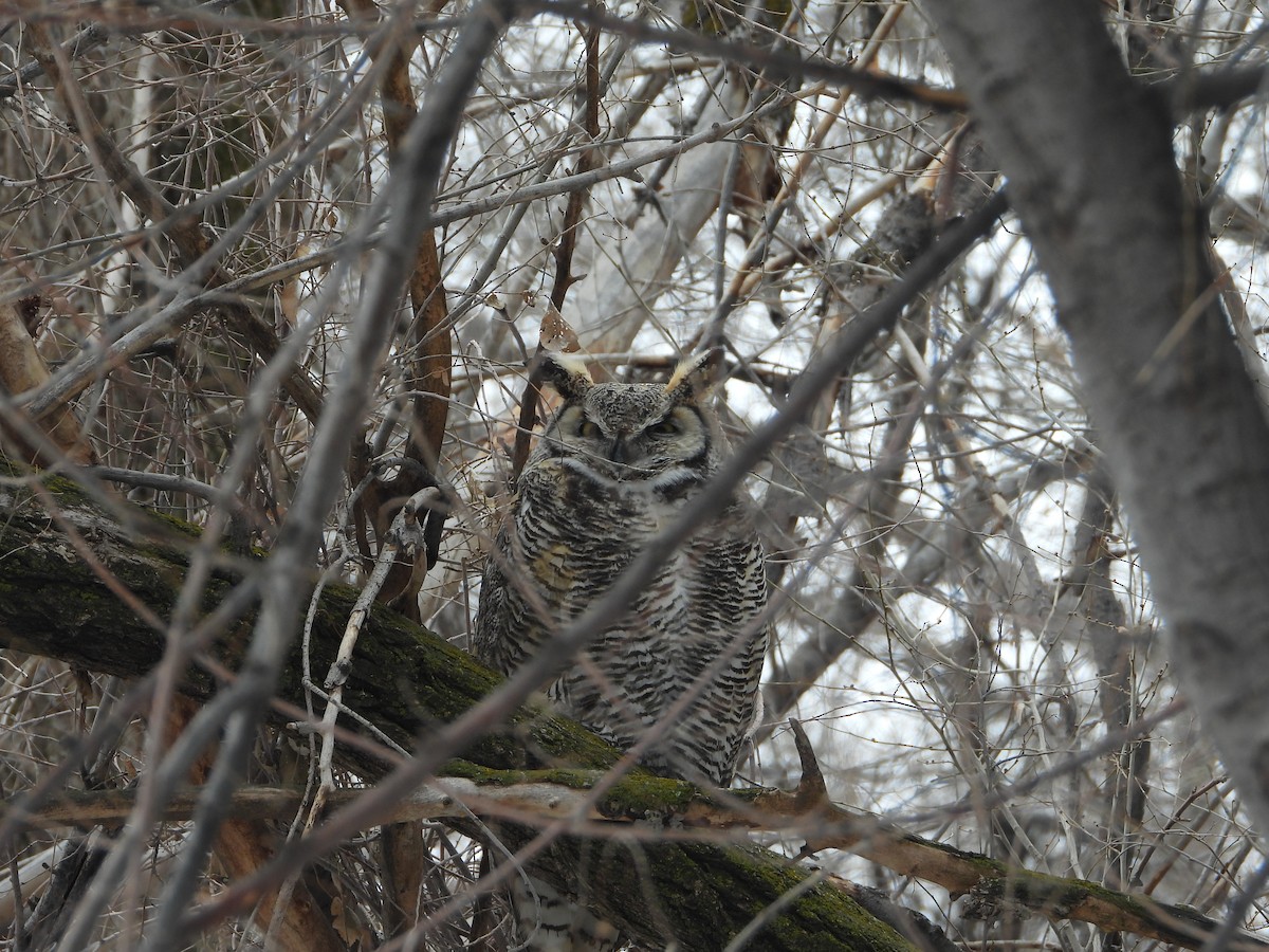 Great Horned Owl - ML613880478