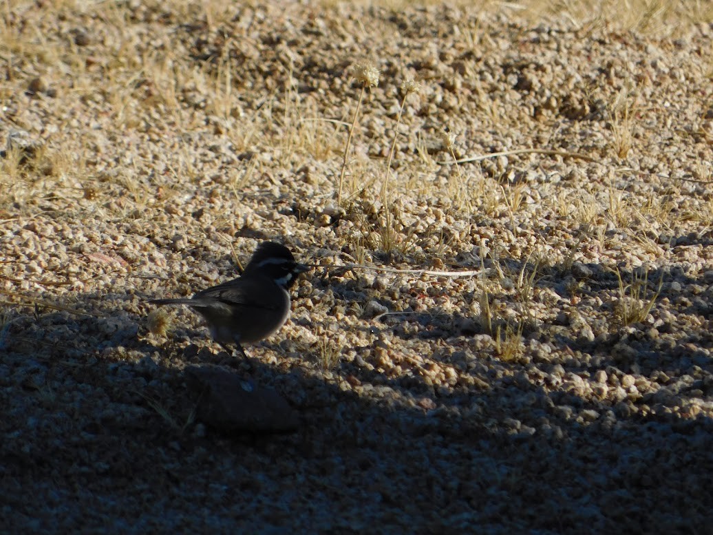 Black-throated Sparrow - ML613880482