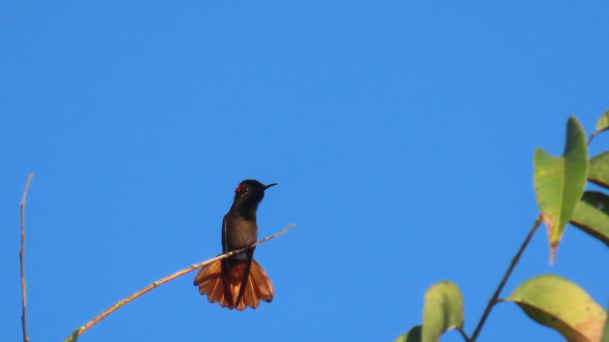 kolibřík červenohlavý - ML613880484