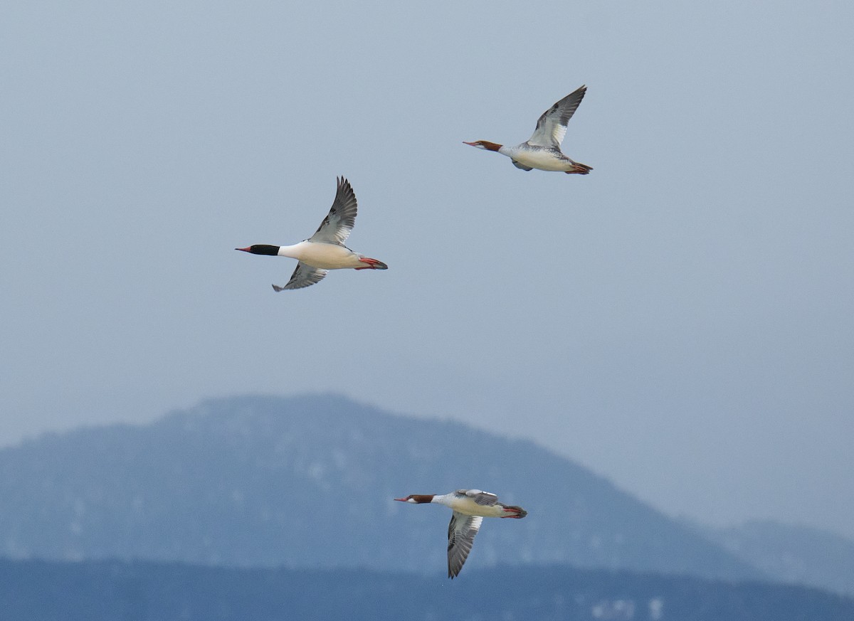 Common Merganser - ML613880493