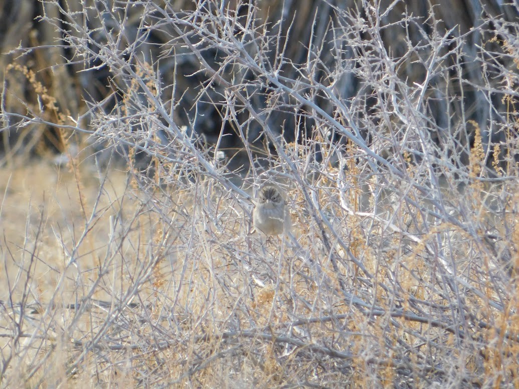 Brewer's Sparrow - ML613880532