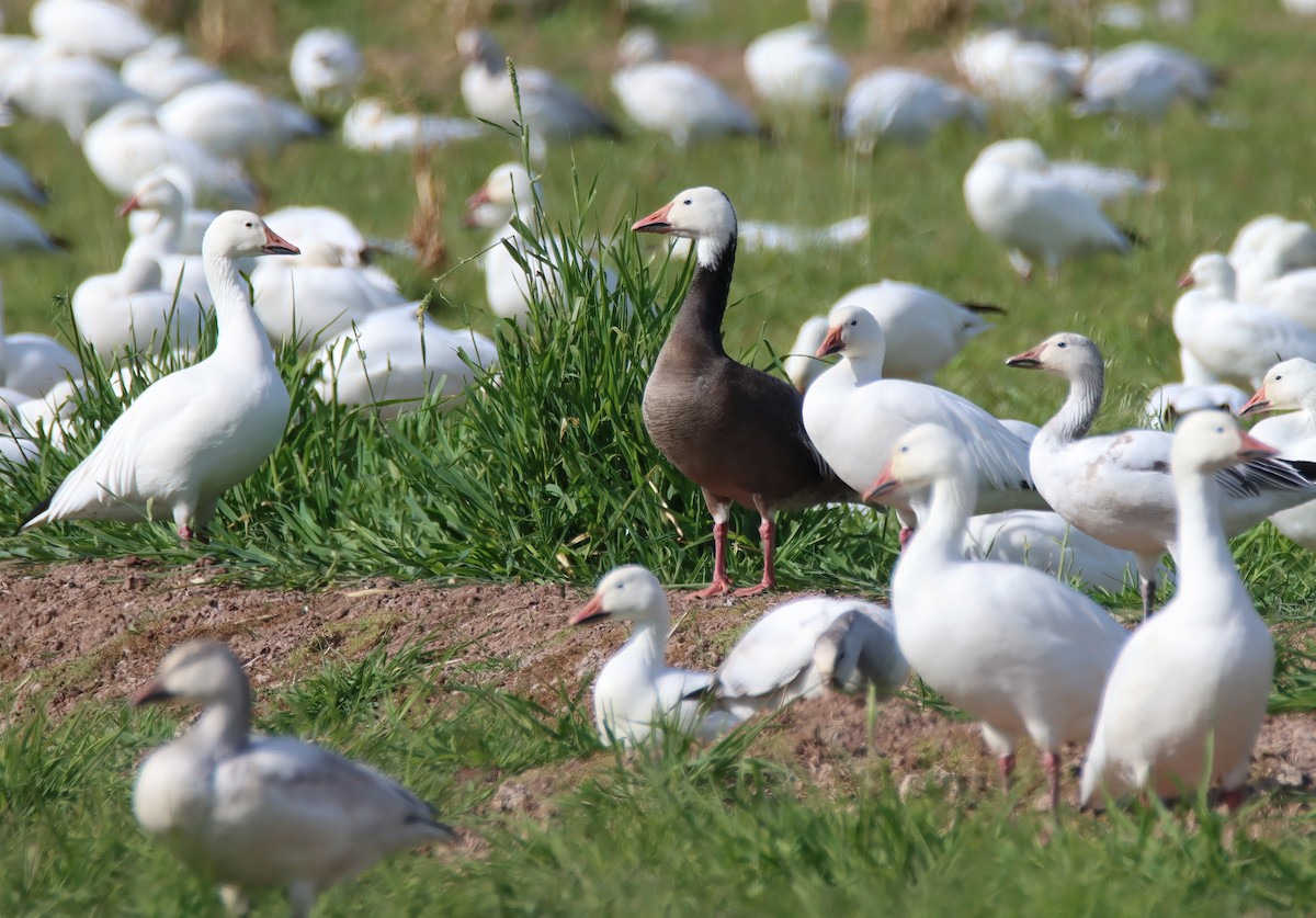 Snow Goose - Sally Veach