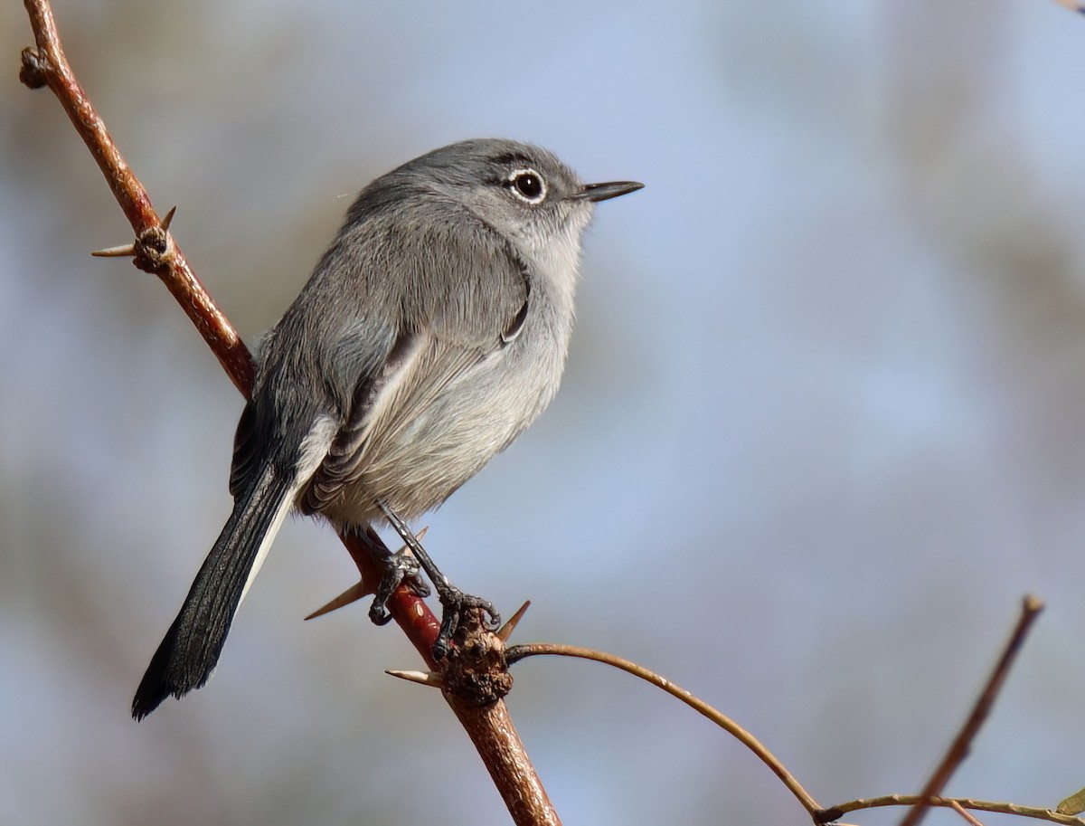 Black-tailed Gnatcatcher - ML613880595