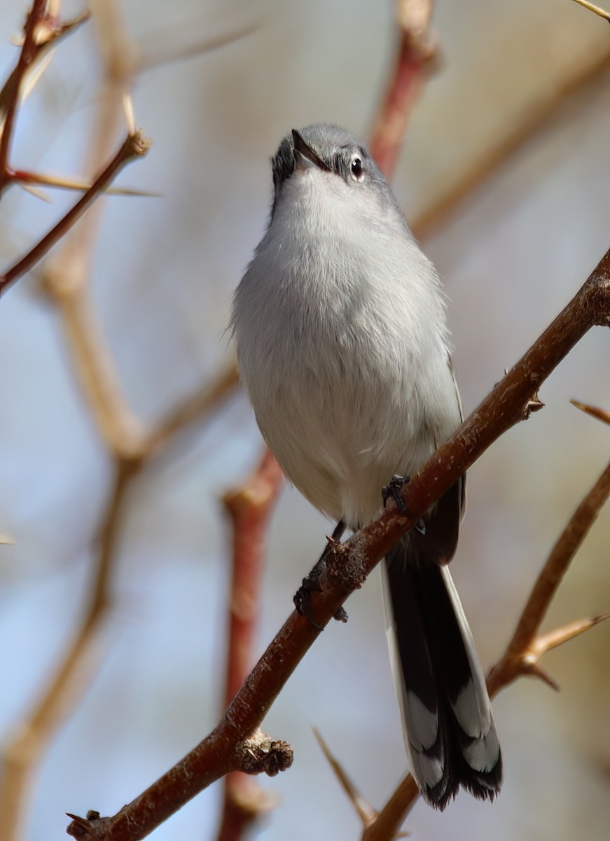 Black-tailed Gnatcatcher - ML613880596