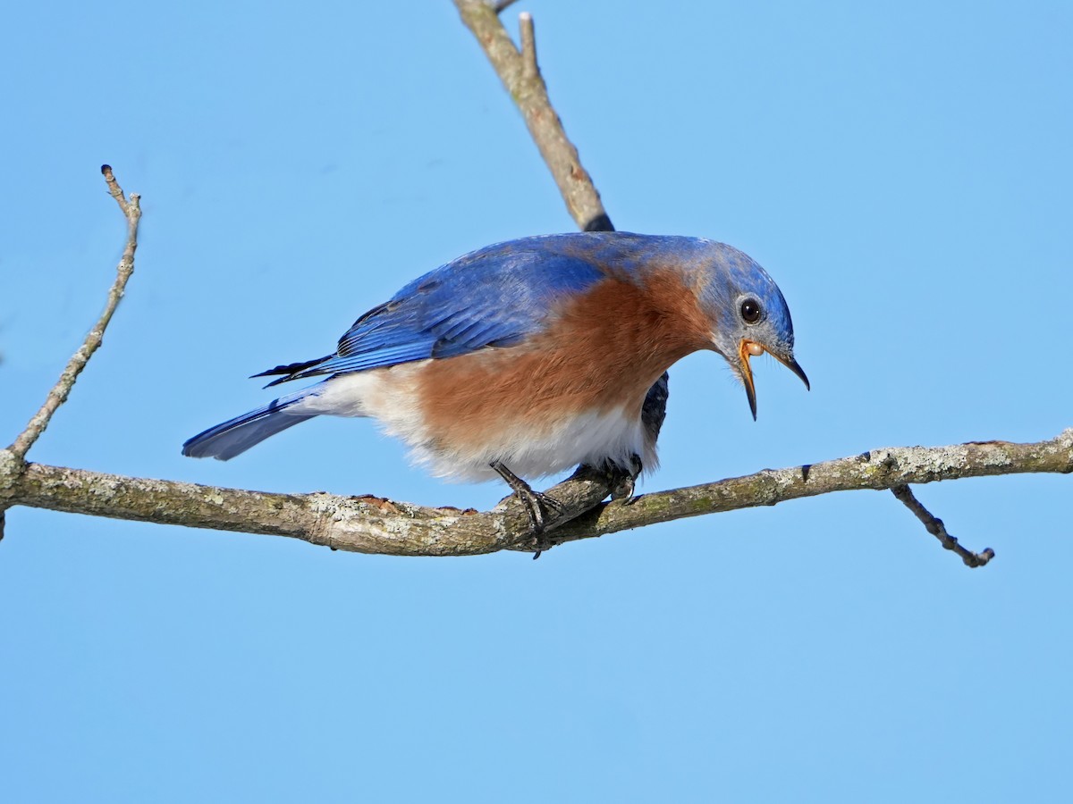 Eastern Bluebird - Troy Gorodess