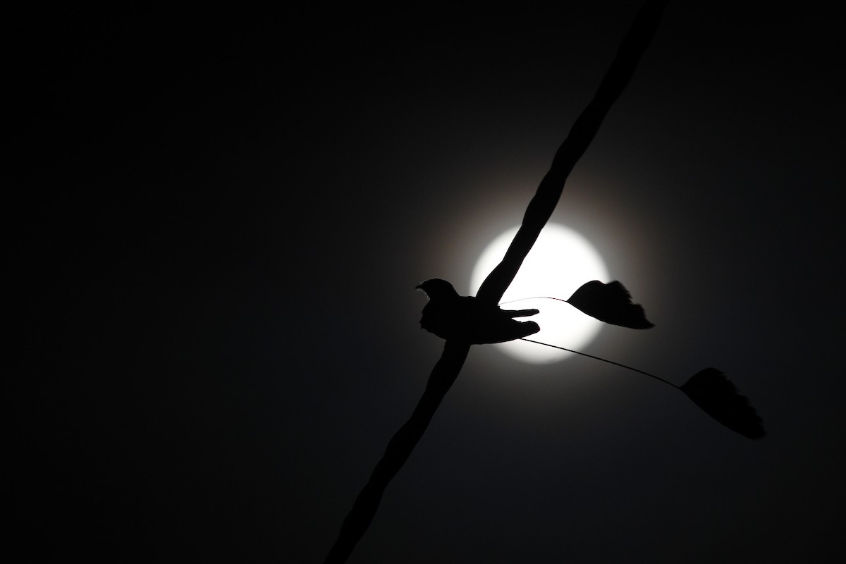 Standard-winged Nightjar - David M. Bell