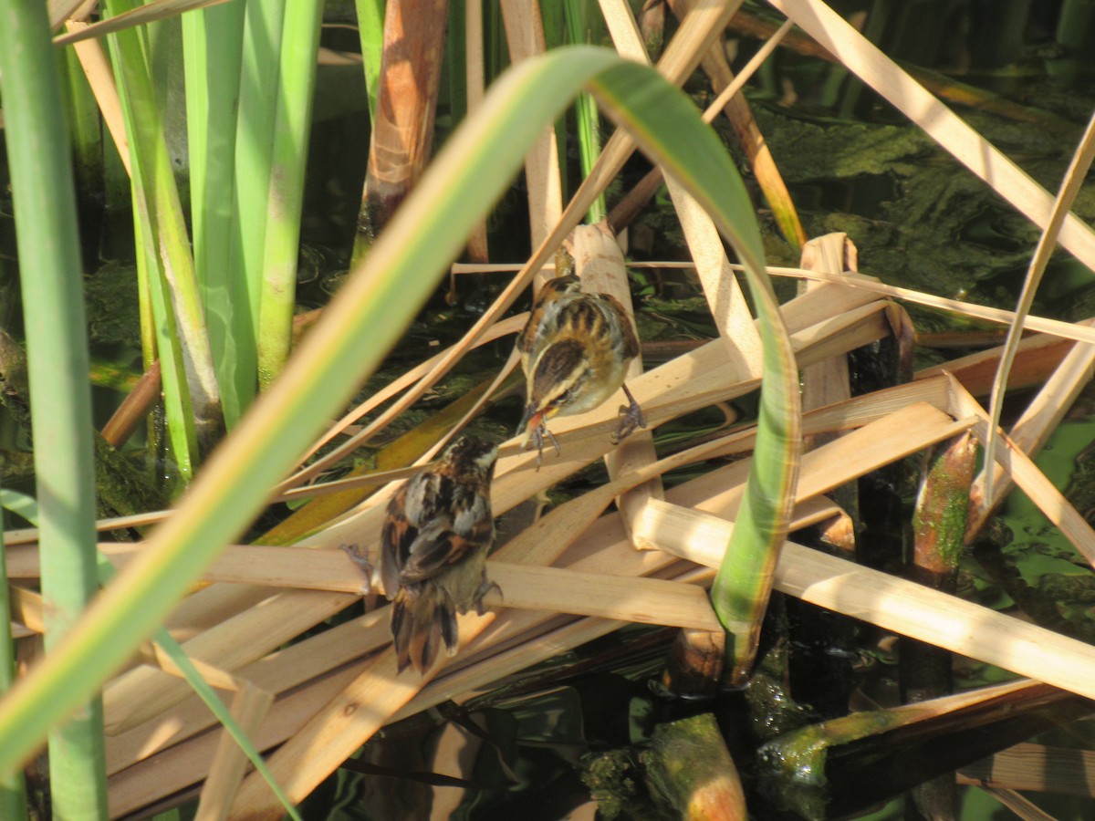 Wren-like Rushbird - ML613880823
