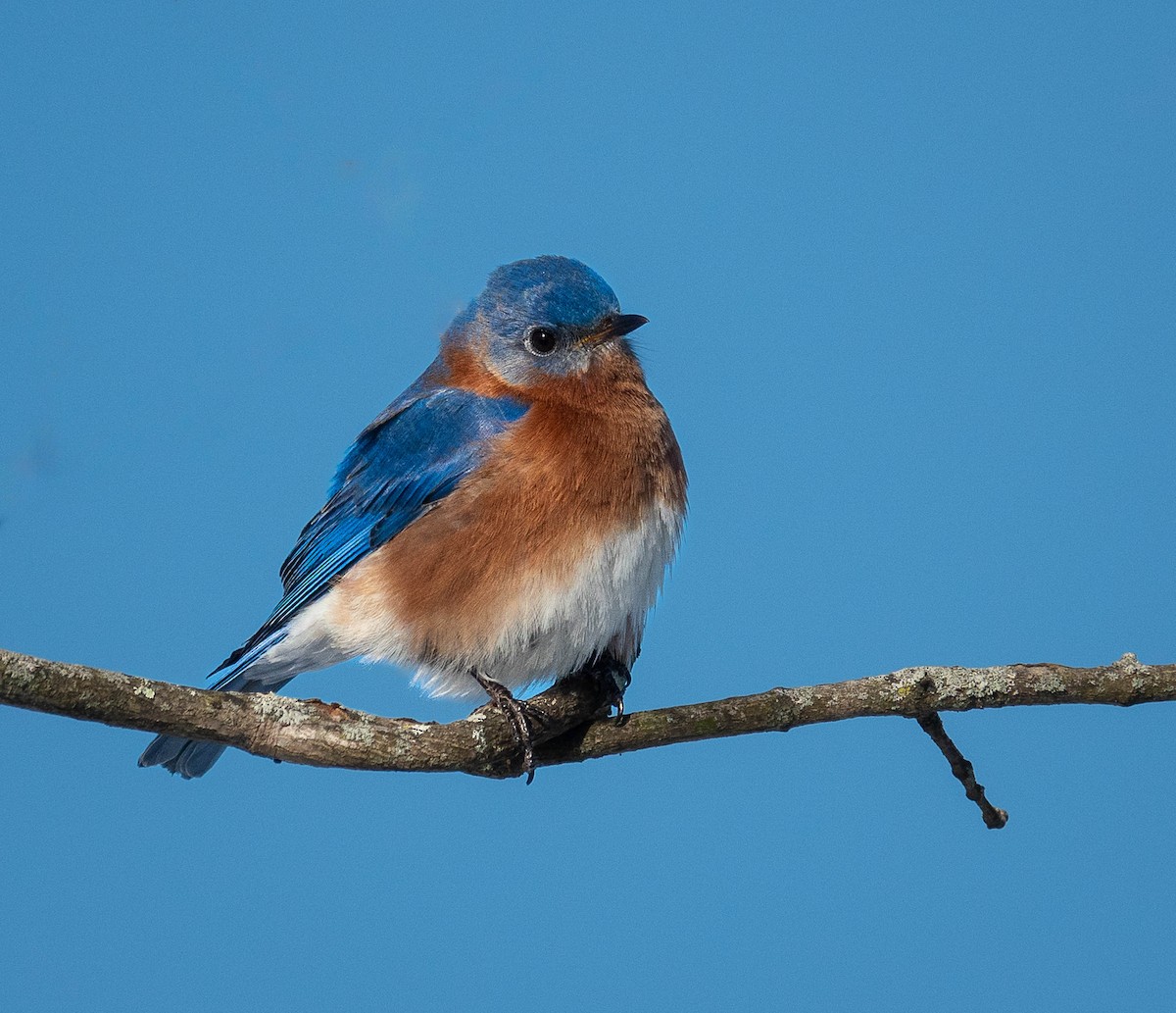 Eastern Bluebird - ML613880958