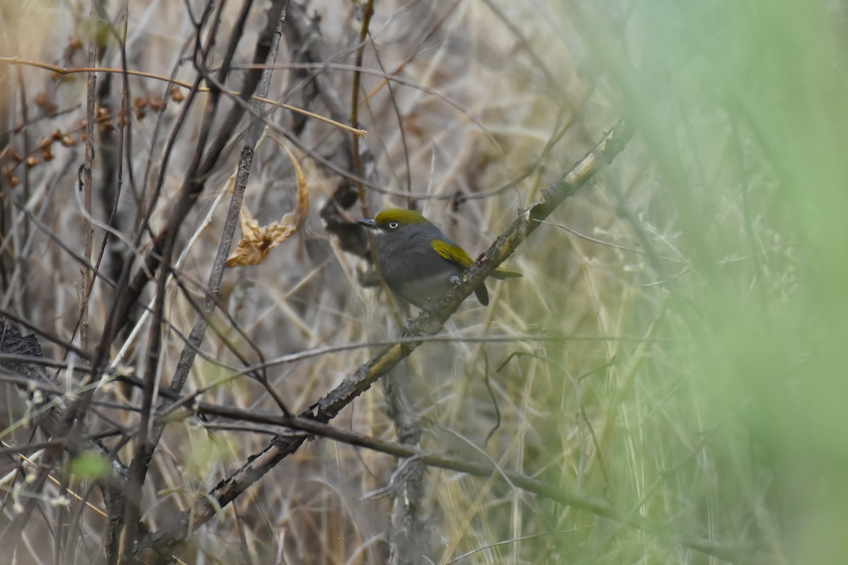 Slaty Vireo - Brandon Caswell