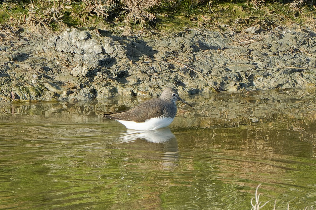 Green Sandpiper - ML613881050