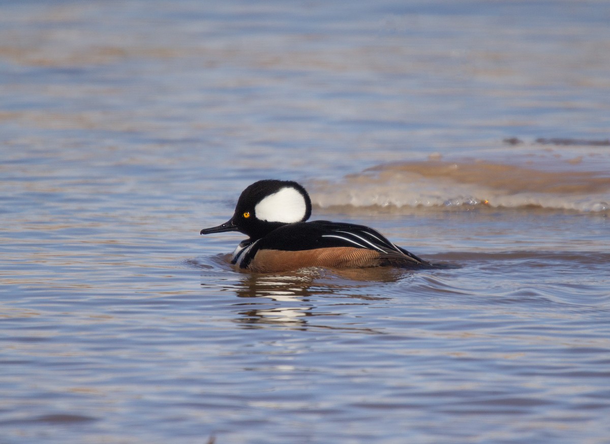 Hooded Merganser - Megan Migues