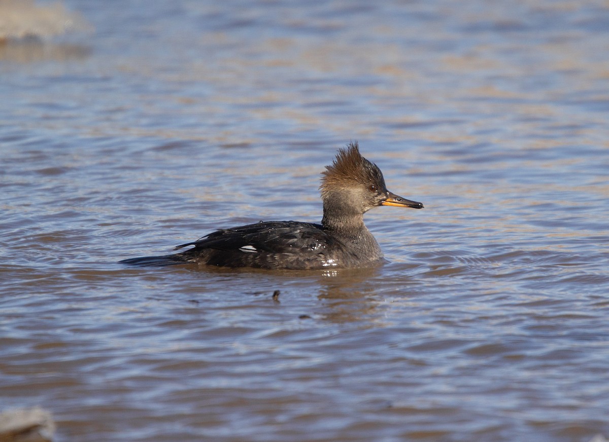 Hooded Merganser - ML613881087