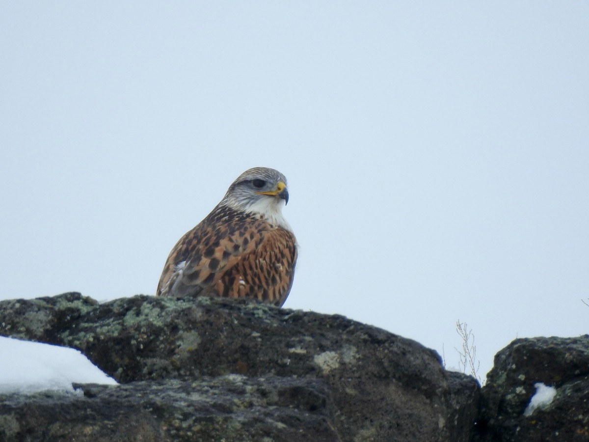 Ferruginous Hawk - Yvonne Motherwell