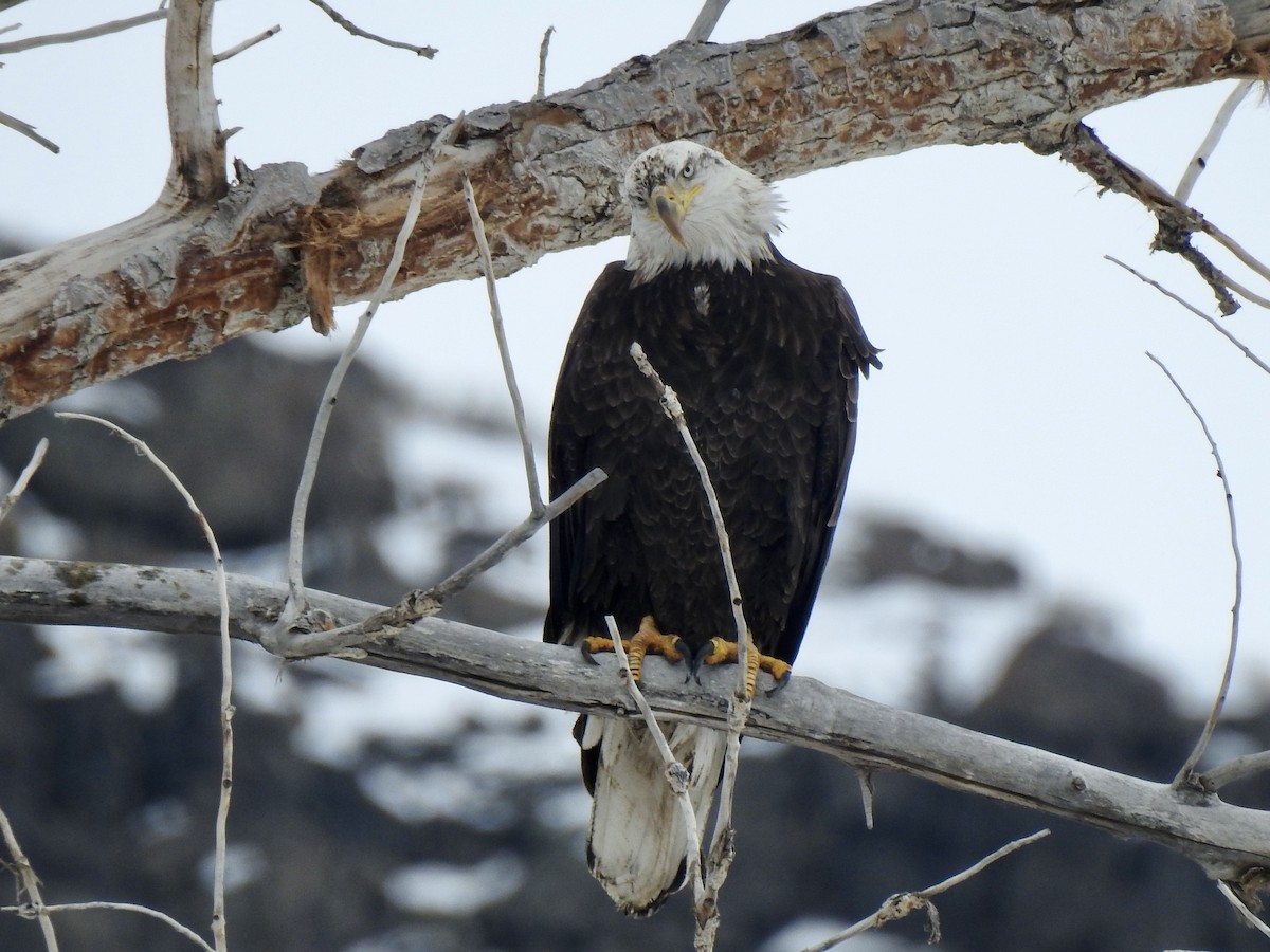 Bald Eagle - ML613881326