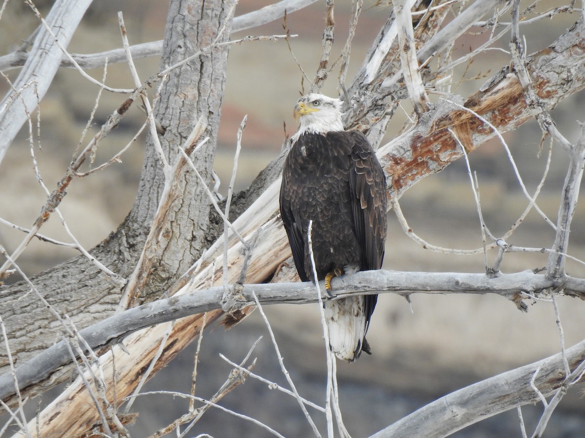 Weißkopf-Seeadler - ML613881327