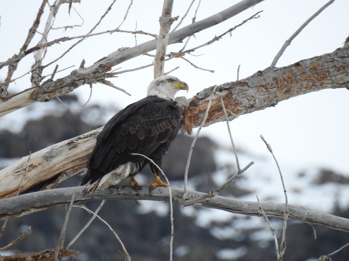 Bald Eagle - Yvonne Motherwell