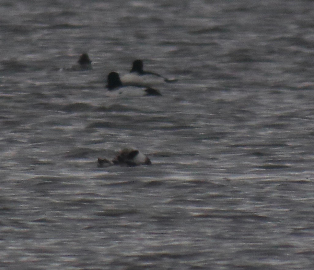 Long-tailed Duck - Steve Freed