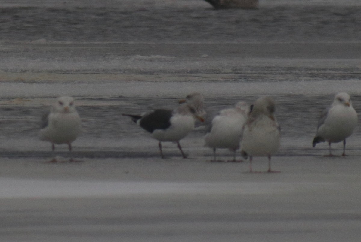 Gaviota (Larus) sp. - ML613881381