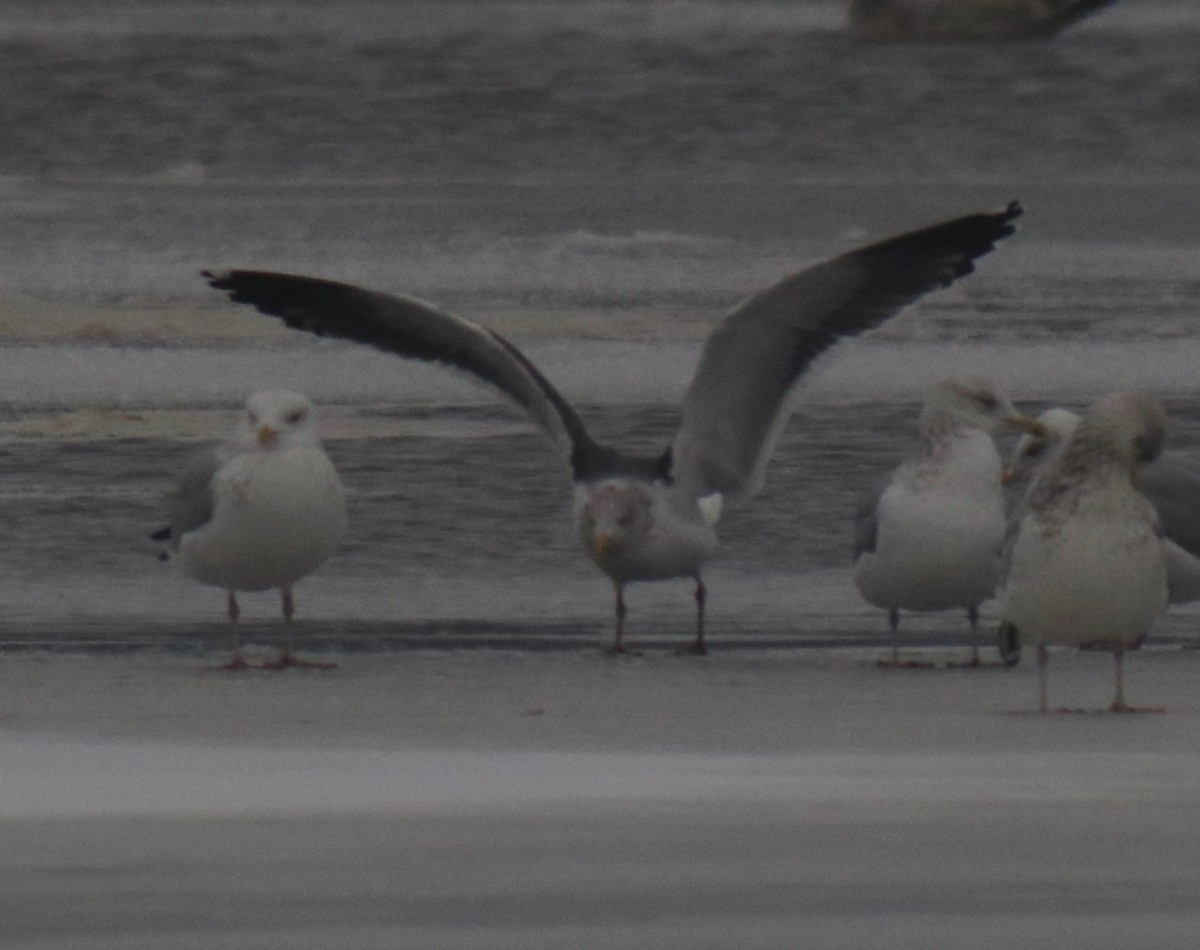 Gaviota (Larus) sp. - ML613881401