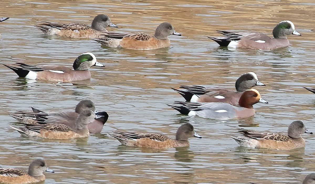 Eurasian Wigeon - ML613881433