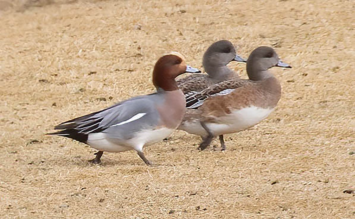 Eurasian Wigeon - ML613881498