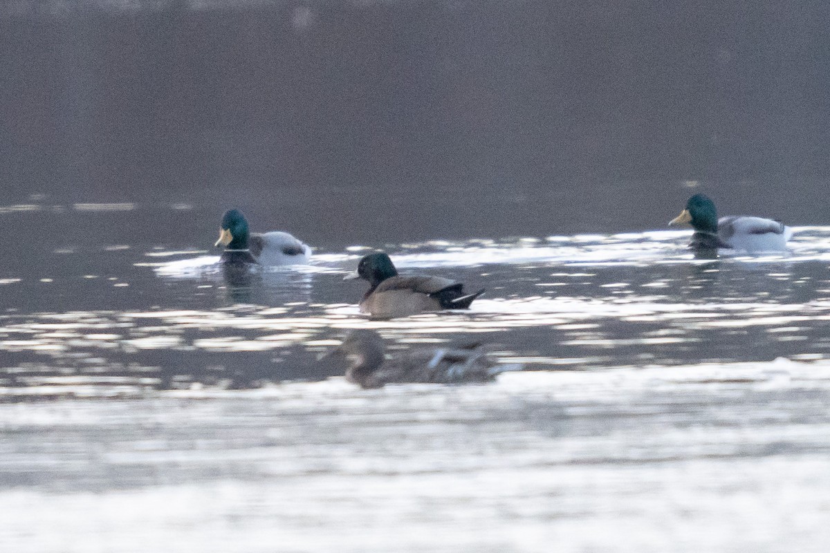 Wood Duck x Mallard (hybrid) - ML613881550