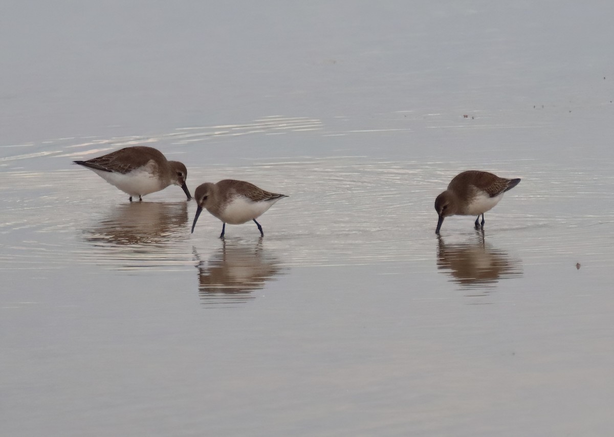 Dunlin - ML613881602