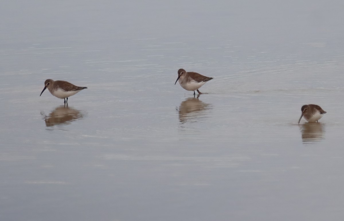 Dunlin - Sally Veach