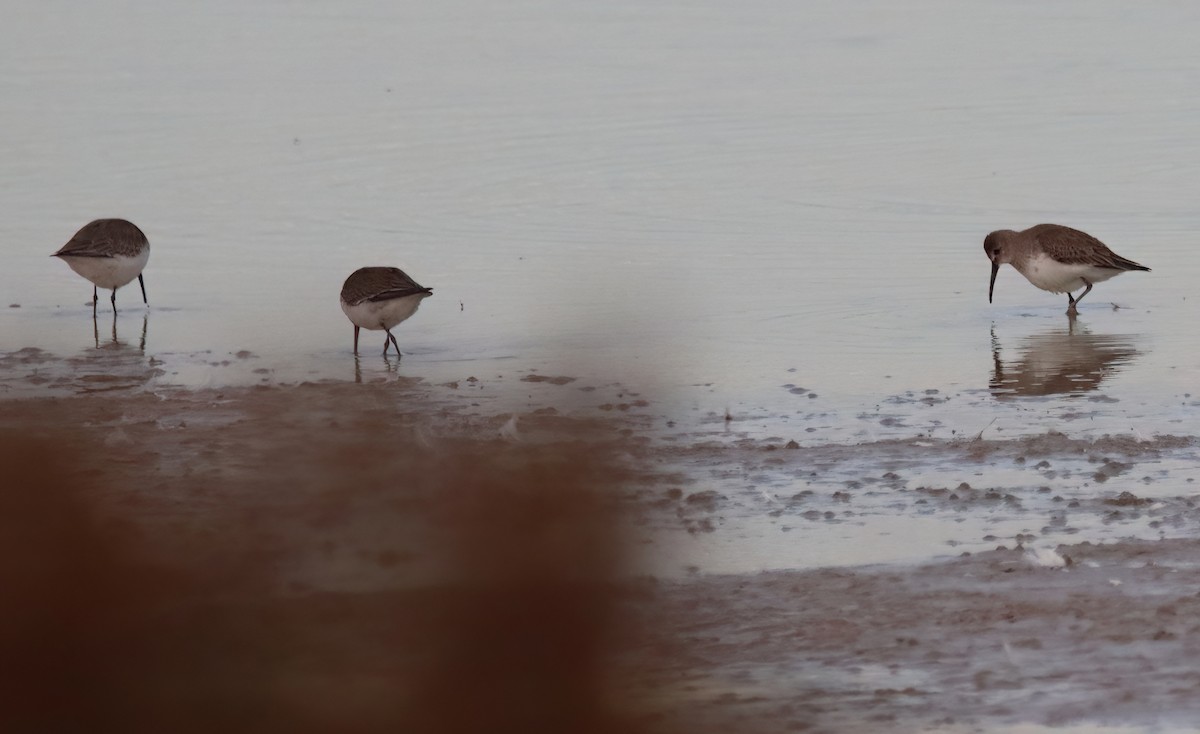 Dunlin - Sally Veach