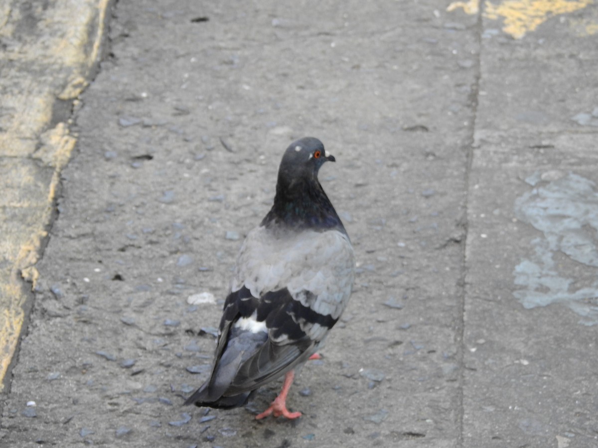 Rock Pigeon (Feral Pigeon) - ML613881633