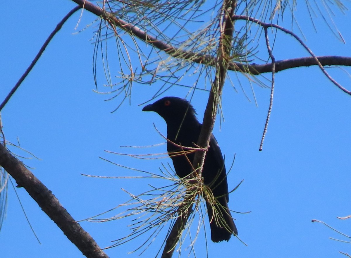 Striated Starling - ML613881688