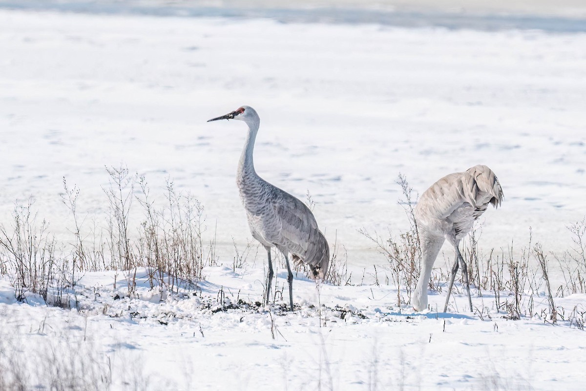 Sandhill Crane - Kayann Cassidy