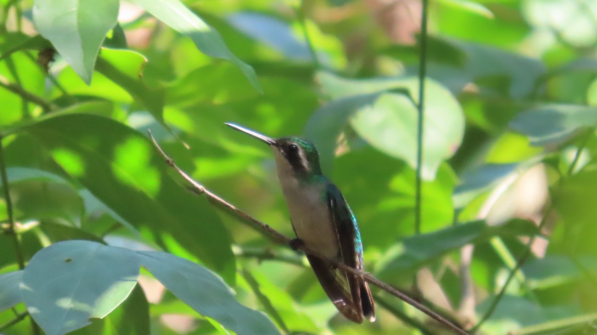 Red-billed Emerald - ML613881823