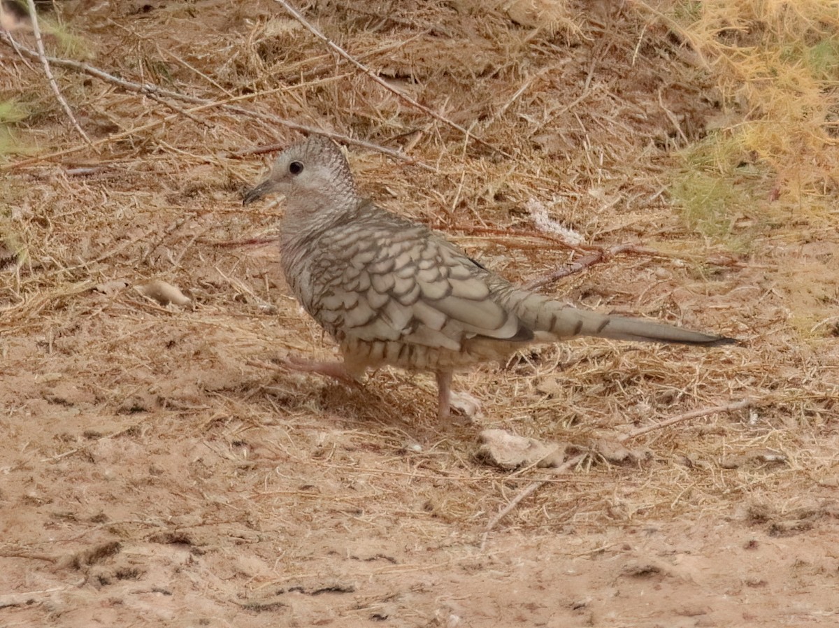 Inca Dove - Sally Veach