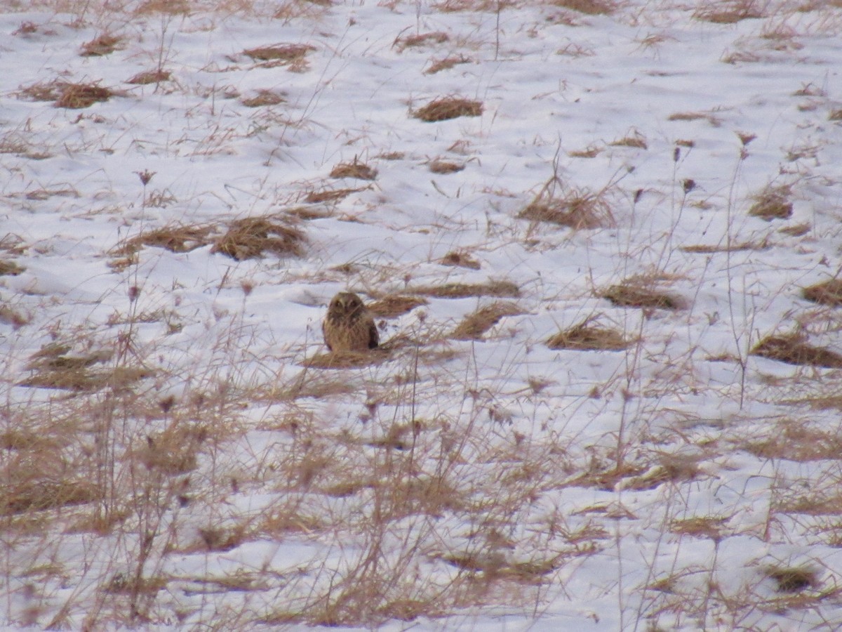 Short-eared Owl - ML613881883