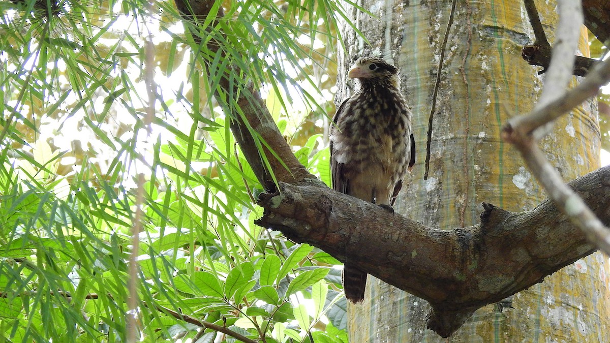 Yellow-headed Caracara - ML613882035